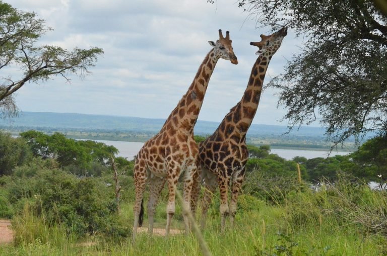 Uganda weekend safaris