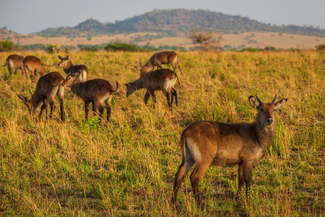 Activities of Kidepo Valley National Park