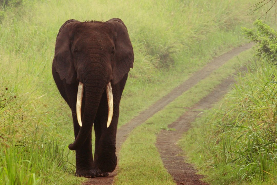 Attractions in Queen Elizabeth National ParkA Big 5 Safari in Africa: 5 Best Safaris
