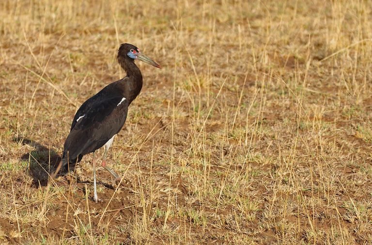 Birding Safaris Murchison Falls