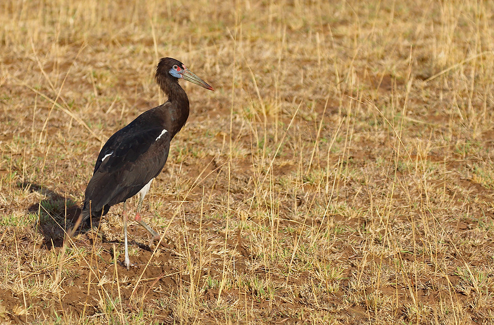 Birding Safaris Murchison Falls