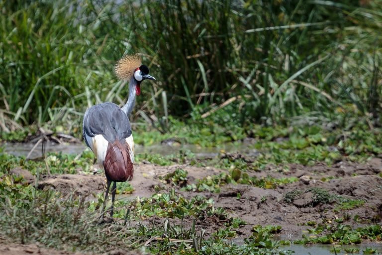 Bird Watching Within Uganda
