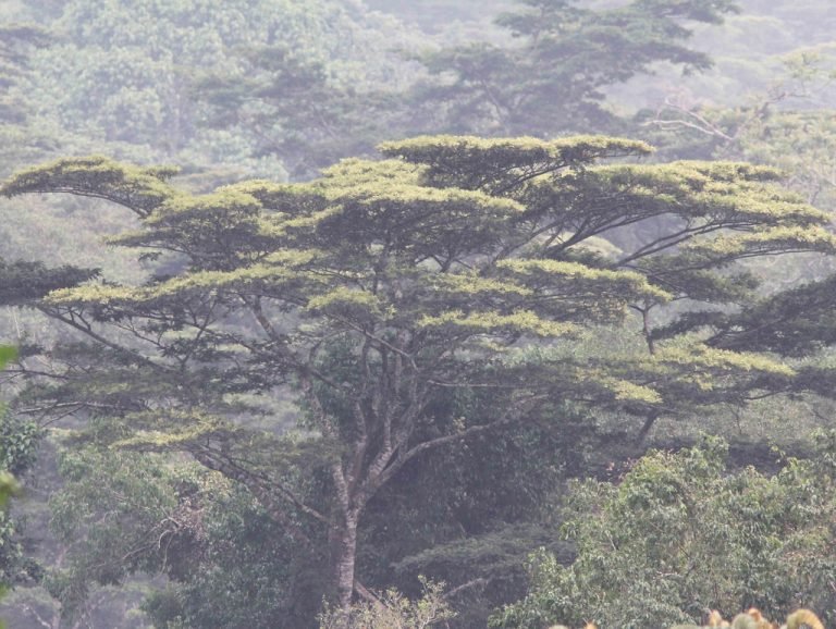 Short mountain gorilla tours