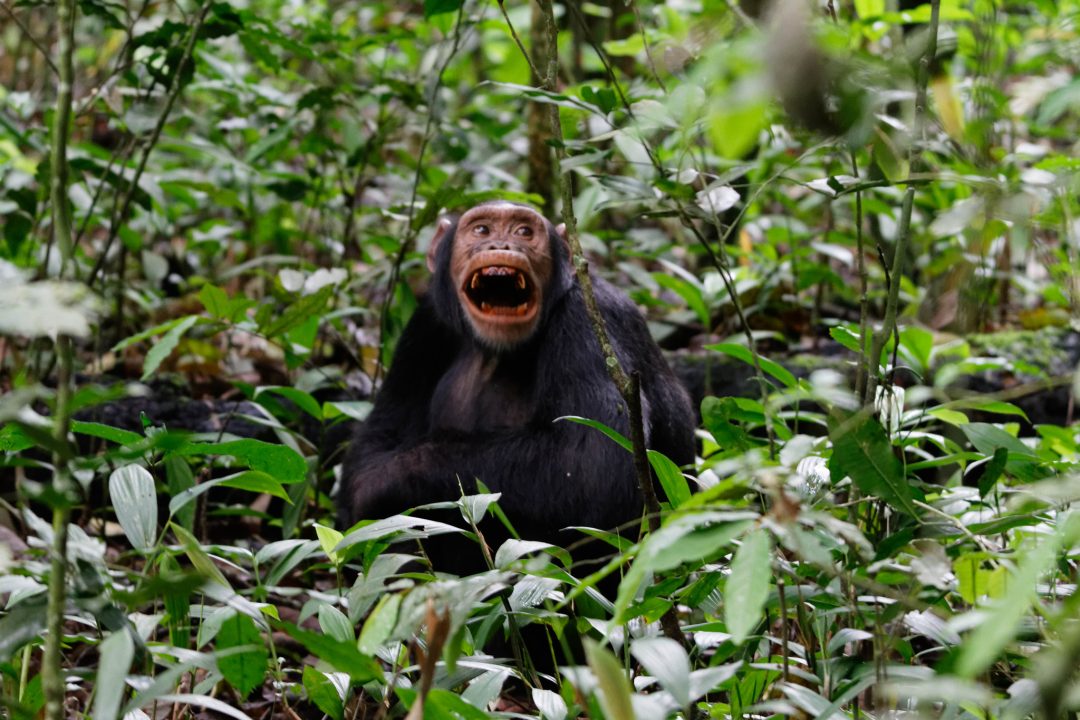 Chimpanzee Habituation in Uganda