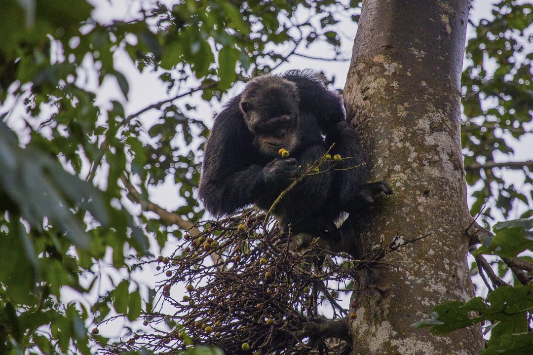 Chimpanzee Trekking in Kalinzu