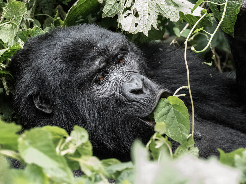 Gorilla Safari in Uganda Into Bwindi: Gorilla Trekking Magic