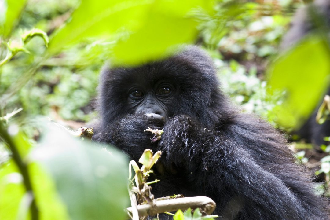 gorilla trekking in Uganda's Queen Elizabeth National Park