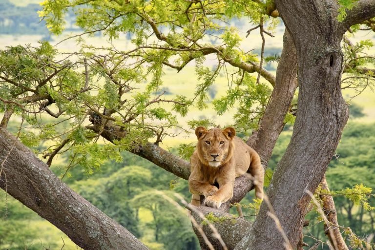 Tree-climbing lions in Uganda. Wildlife in national parks across Uganda