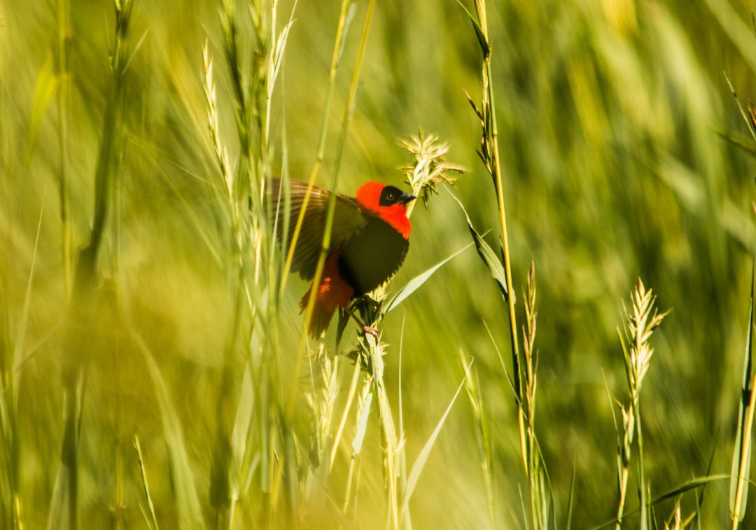 Birding is one of the top new travel experiences to Explore 