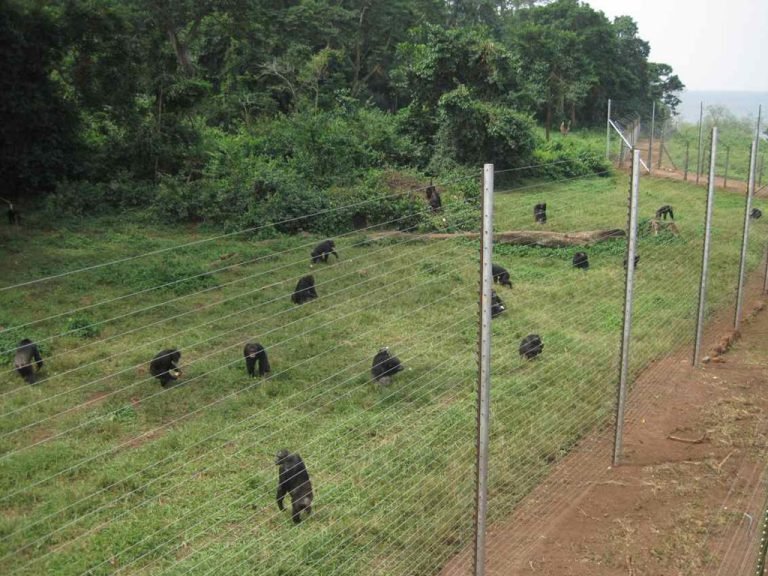 Unveiling the Avian Gems of Entebbe Botanical Gardens