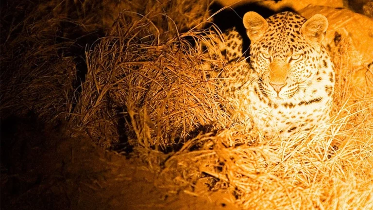 Night Game Drive in Queen Elizabeth National Park