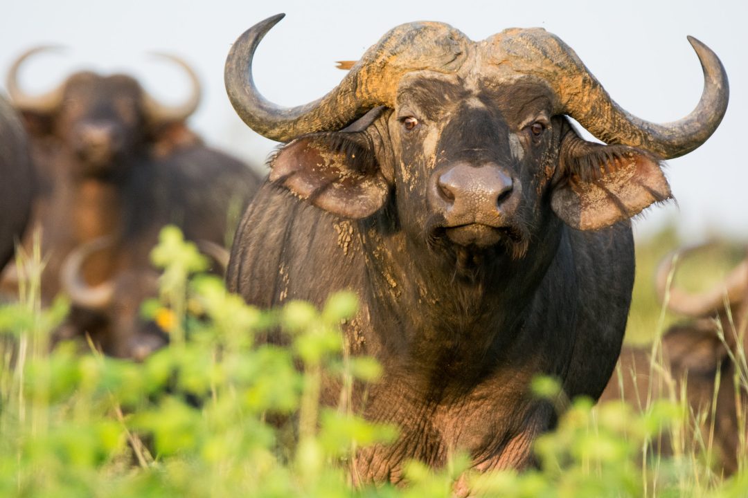Opt For a Luxury Uganda SafariA Big 5 Safari in Africa: 5 Best Safaris
