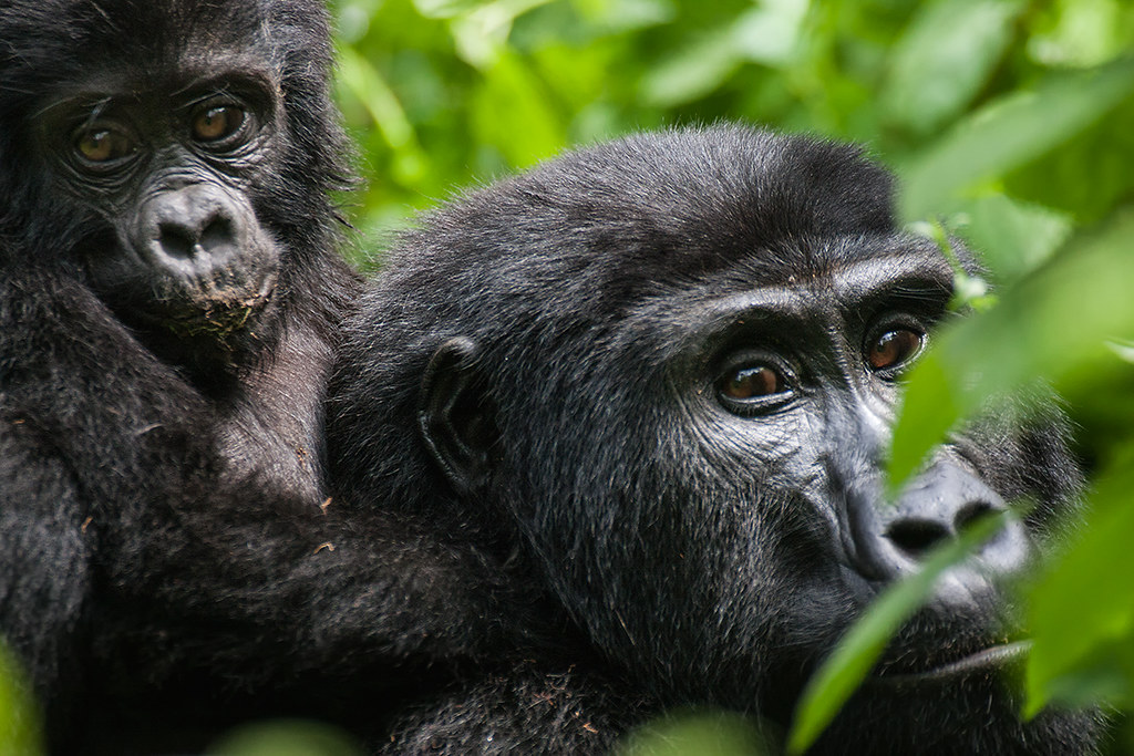 Rwanda trekking permit