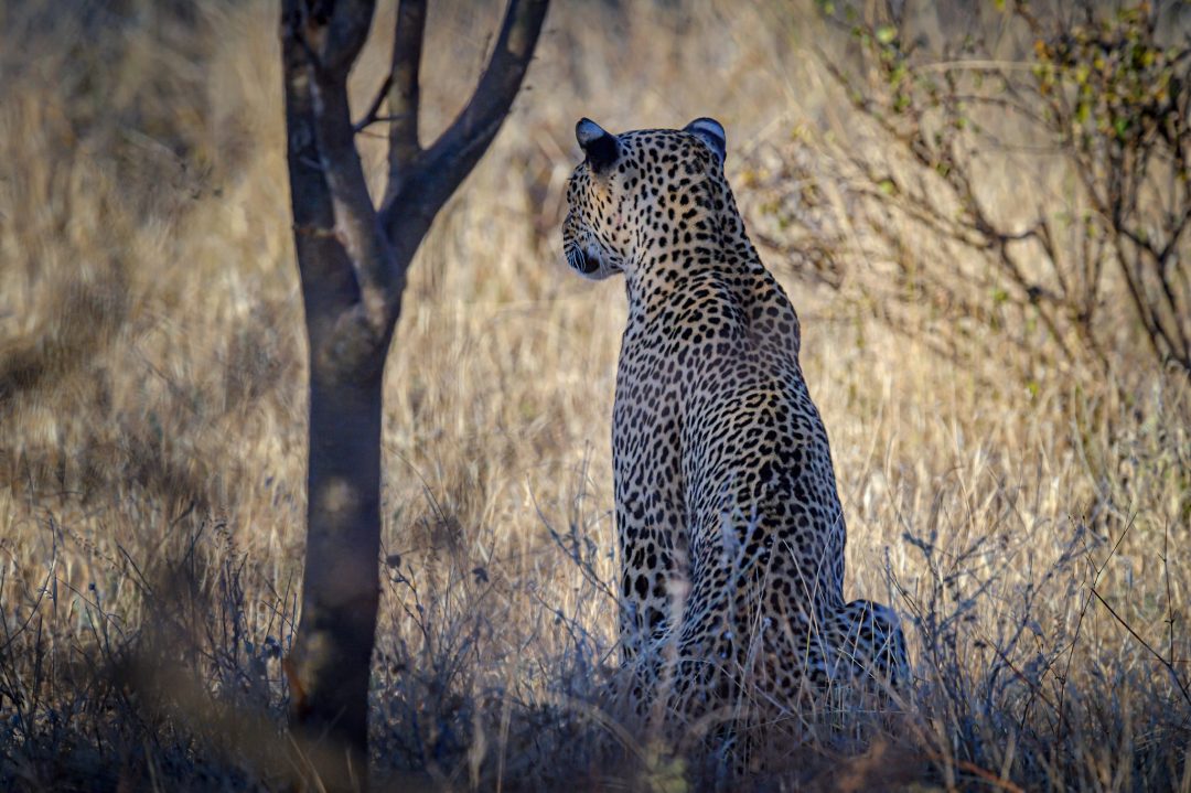 A Big 5 Safari in Africa: 5 Best Safaris