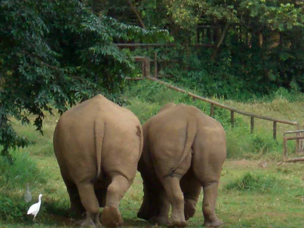  RHINOS MOVING. A Big 5 Safari in Africa: 5 Best Safaris