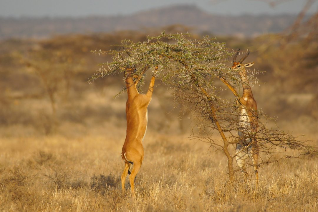 Wildlife safari in Kenya