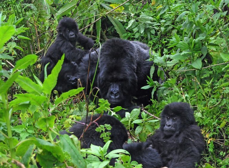 gorilla family increasing in number Into Bwindi: Gorilla Trekking Magic