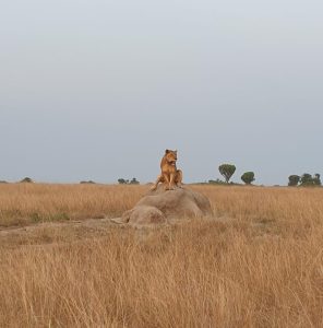 A lion sitting on the stone.Kings of the Savanna