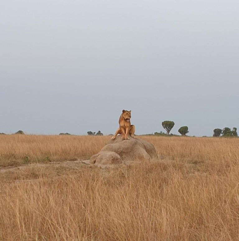 A lion sitting on the stone.Kings of the Savanna