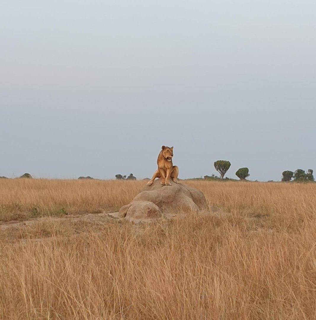 A lion sitting on the stone.Kings of the Savanna