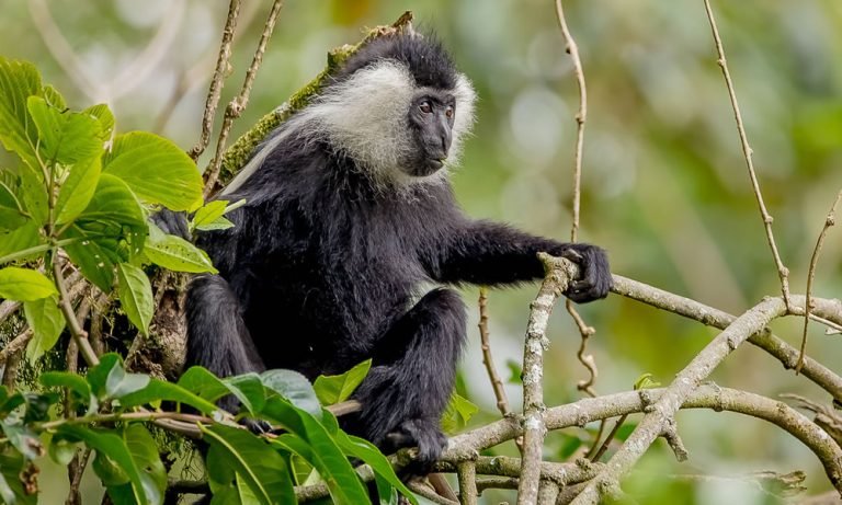 A black-and-white colobus monkey sits gracefully on a tree branch in a lush forest. Its face is framed by long white fur, while its body is mostly black, creating a striking contrast. The background is filled with blurred green foliage, emphasizing its natural habitat.
