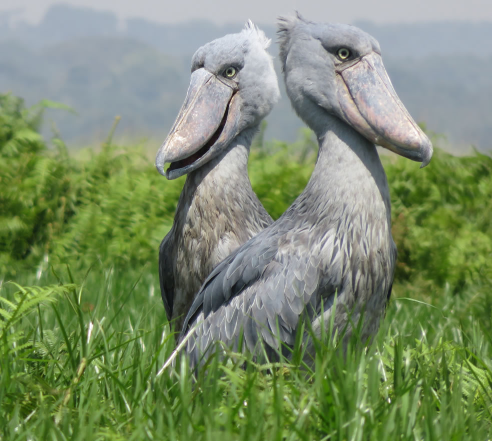 Two shoebill storks stand side by side in a vibrant green field, their massive, clog-shaped beaks and slate-gray plumage giving them a prehistoric, statuesque presence. The blurred backdrop hints at their wetland habitat, adding depth to this rare wildlife sighting.