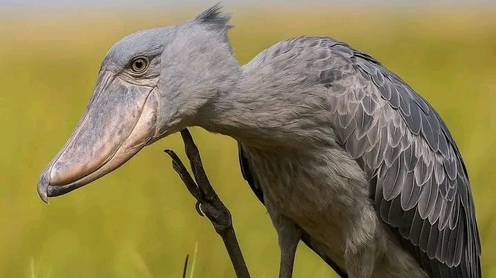 birds atThe Source of the River Nile 