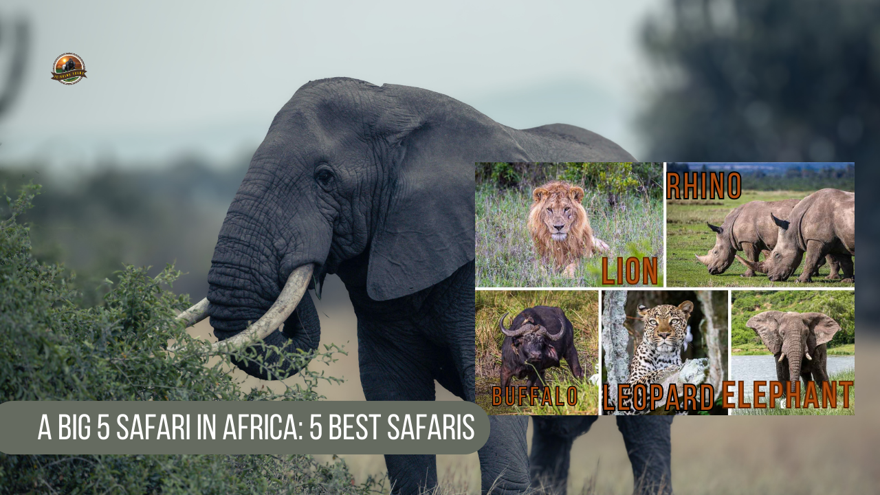A big 5 safari