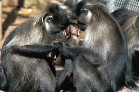 primates. Notable species include monkeys like the Lophocebus
