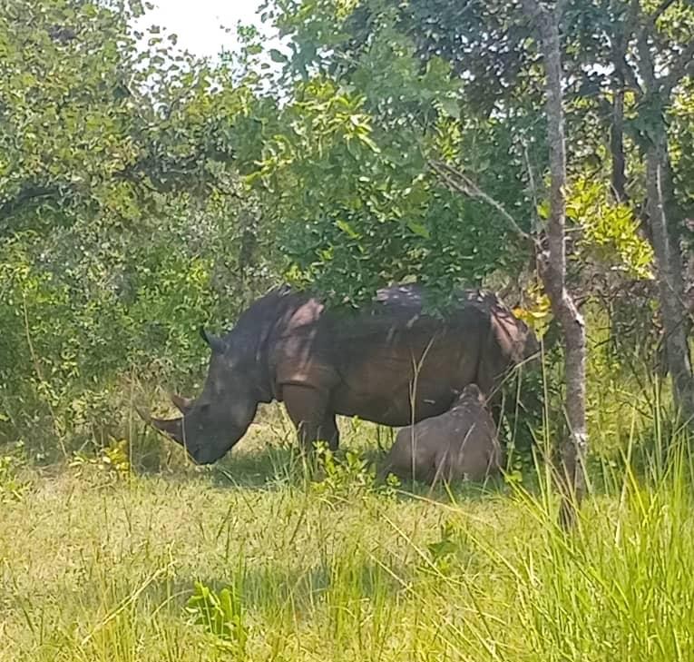 A mother rhino feeding her baby 