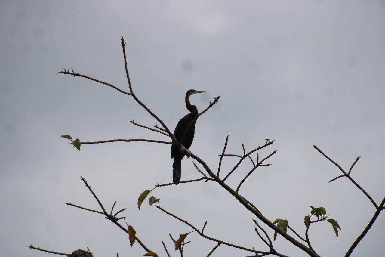I saw this bird at Ziwa Rhino Sanctuary and still 
