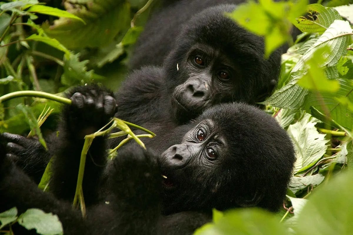 Gorilla Families in Ugandan Parks