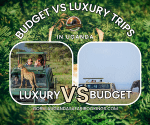 Budget vs Luxury trips which is the best?