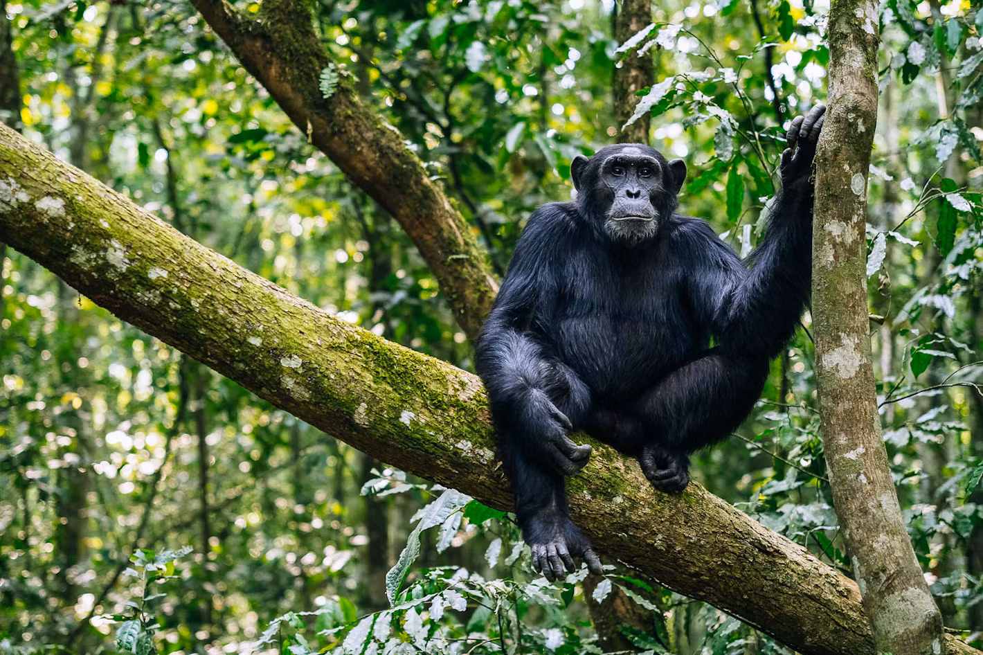 Chimpanzee Trekking in Kibale Forest