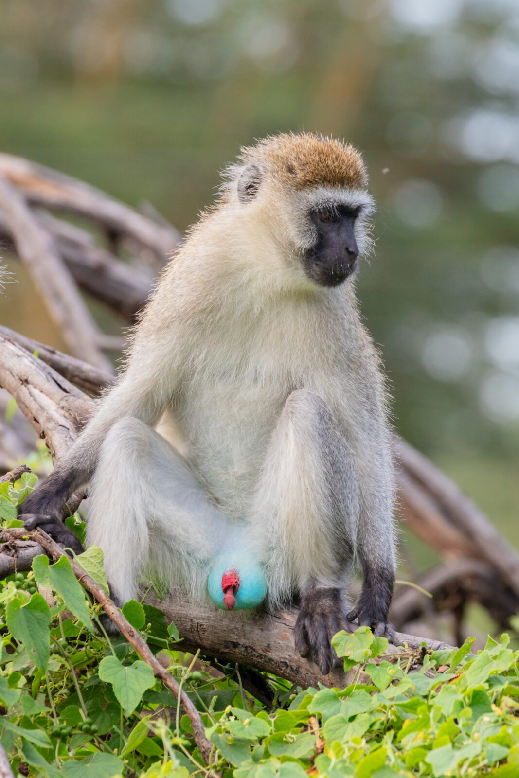 vervet monkeys and blue monkeys setting down. Wildlife in national parks