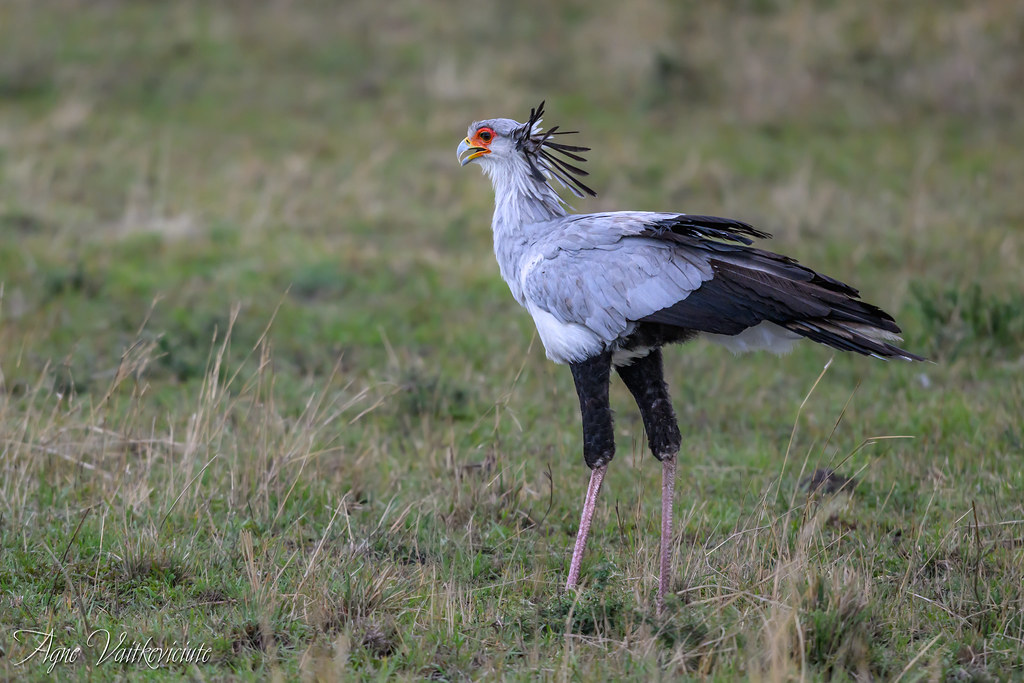 bird watching in uganda