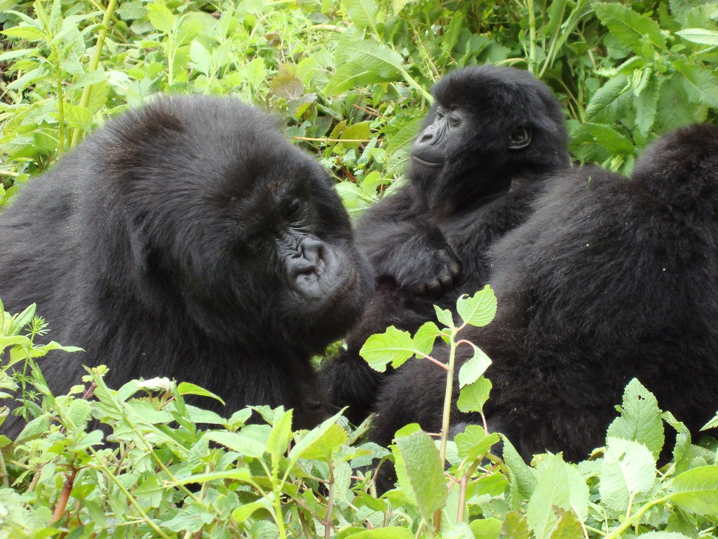 How Long Does a Wildlife Safari Take in Uganda?
