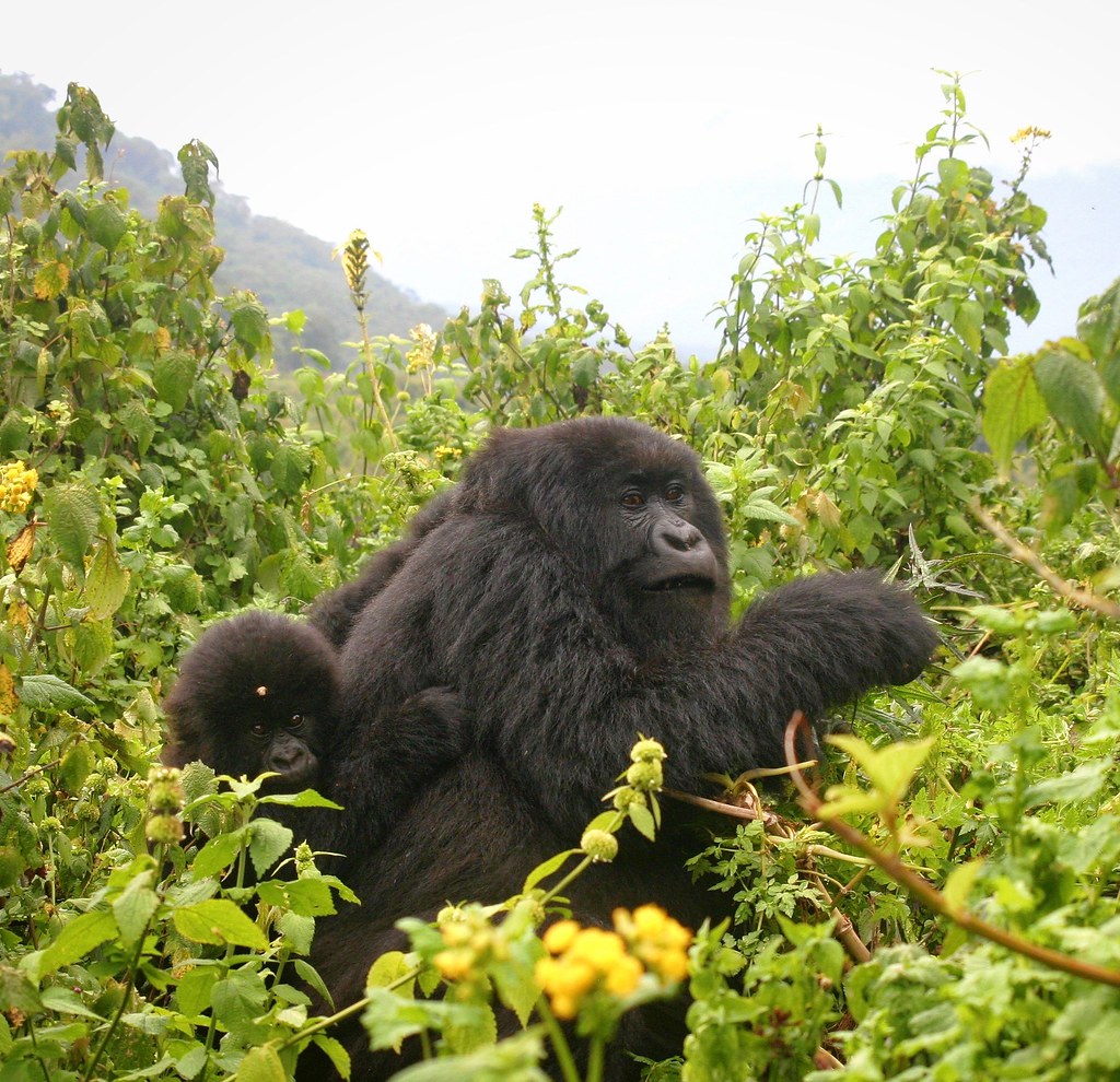 Most destinations require trekkers to be at least 15 years old. This age limit helps ensure safety and minimize stress on the gorillas.