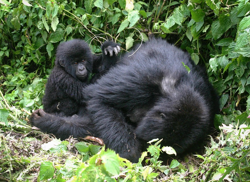 mother gorilla playing with her baby