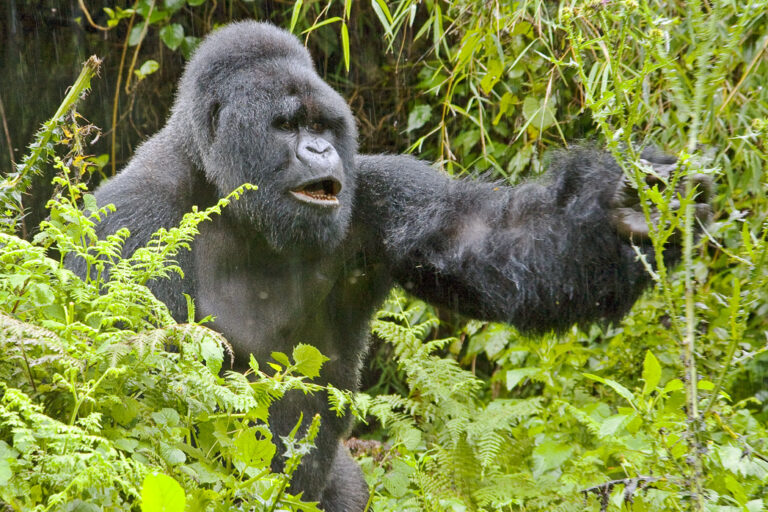 Ultimate guide to Rwanda gorilla safaris: permits, best time, trekking tips & how to book your mountain gorilla adventure. Gorilla Trekking Destination in Rwanda