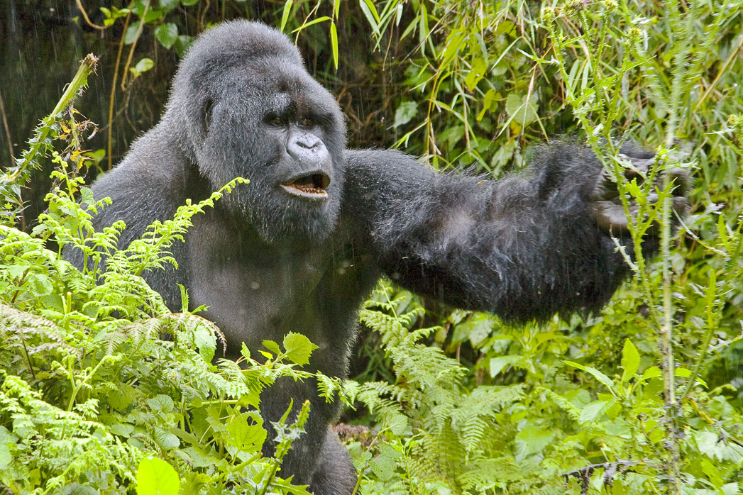 Ultimate guide to Rwanda gorilla safaris: permits, best time, trekking tips & how to book your mountain gorilla adventure.