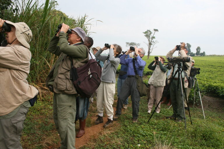 Explore the best Uganda safari packages including gorilla trekking, wildlife safaris, chimpanzee tracking, and cultural experiences with Jeisking Tours.