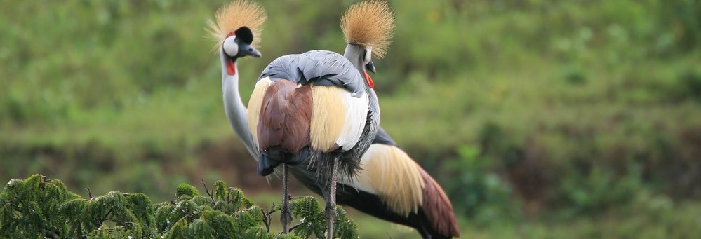 Uganda crane
