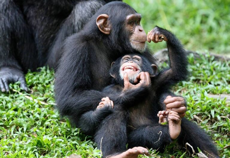 chimanzee trekking in uganda