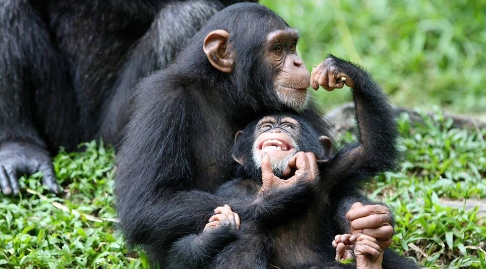 Gorilla Trekking vs Chimpanzee Trekking