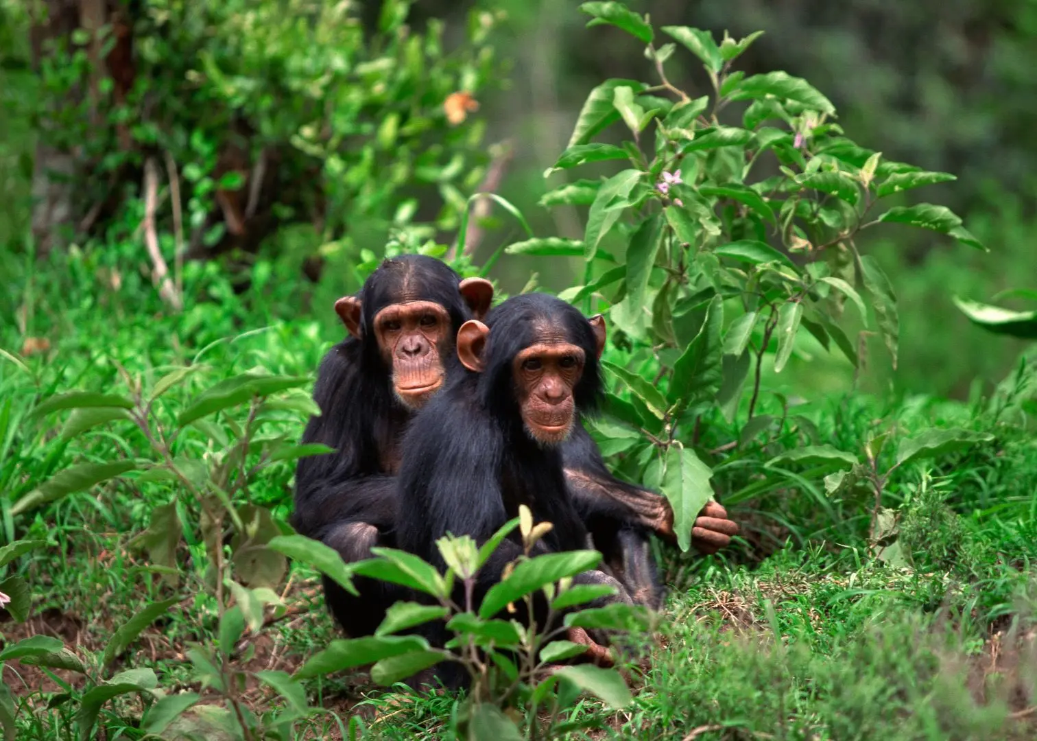 Gorilla and chimp trekking tours 