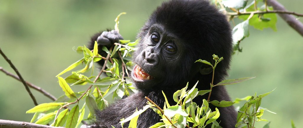 see this amazing gorilla on your Uganda or Rwanda Gorilla Trekking safaris