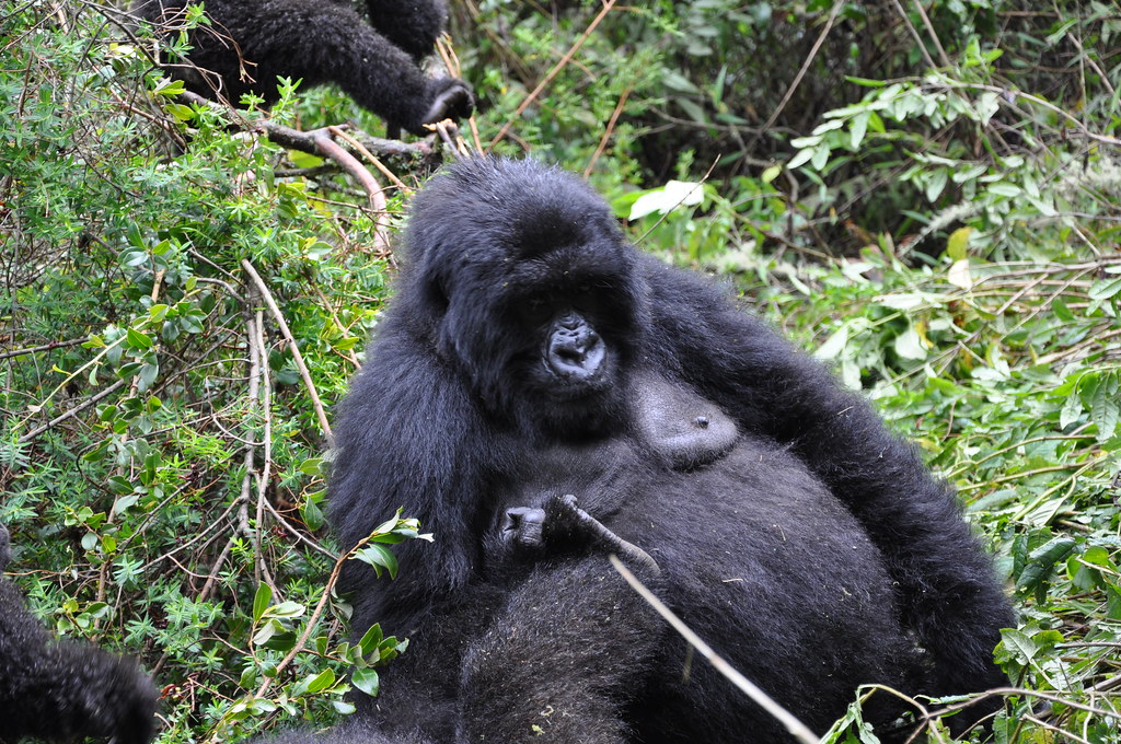 Gorilla Trekking vs Chimpanzee Trekking