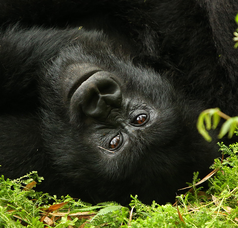 Safari Booking Uganda and Rwanda