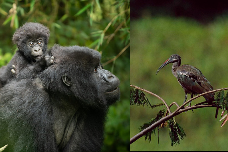Birdwatching During Gorilla Trekking – A Unique Wildlife Experience.